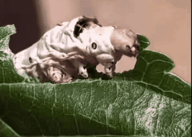 发现中医脉象的科学世界